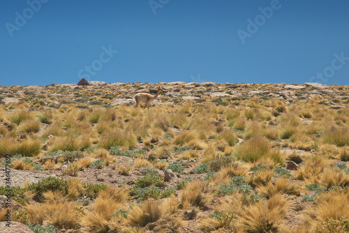 Vicugnas at the range of Miscanti Lagoon. Flamingos National Reserve Conaf. San Pedro de Atacama, Antofagasta - Chile. Desert. Andes Range & Route 23.. photo