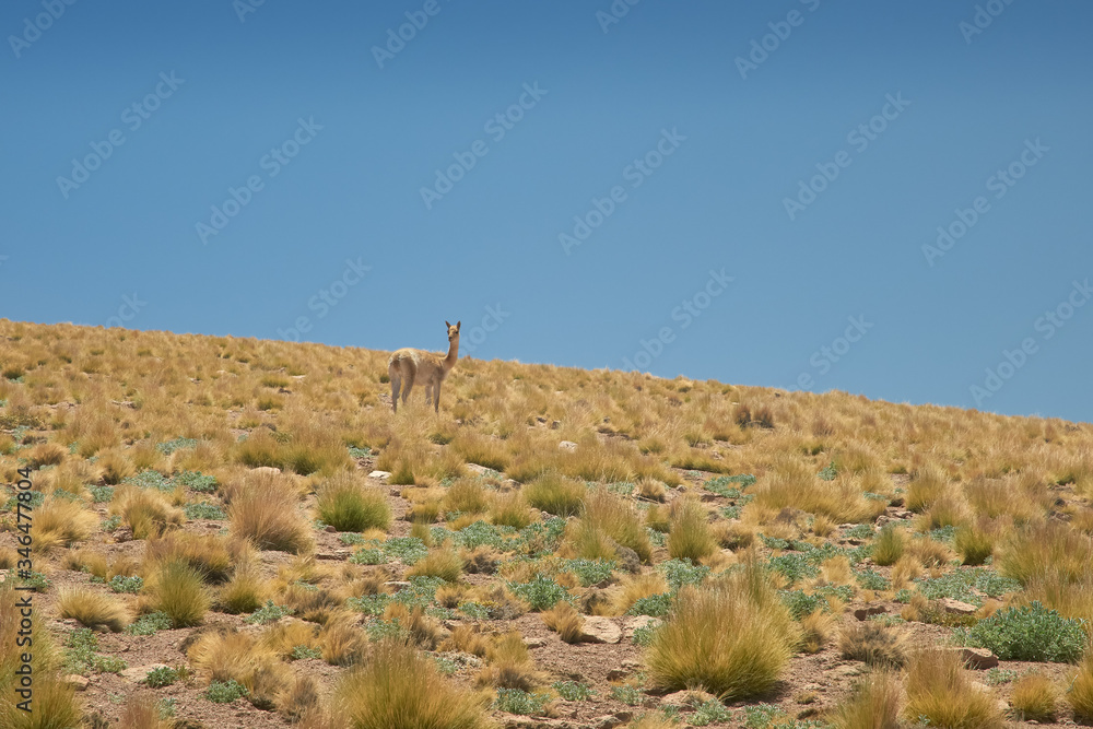 Vicugnas at the range of Miscanti Lagoon. Flamingos National Reserve Conaf. San Pedro de Atacama, Antofagasta - Chile. Desert. Andes Range & Route 23.. Vicugnas at the range of Miscanti Lagoon. Flamingos National Reserve Conaf. San Pedro de Atacama, Antofagasta - Chile. Desert. Andes Range & Route 23..
