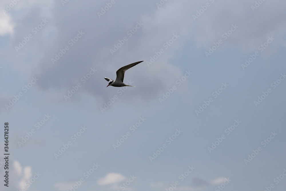 Fototapeta premium Seagulls over the water in Izmailovo Park