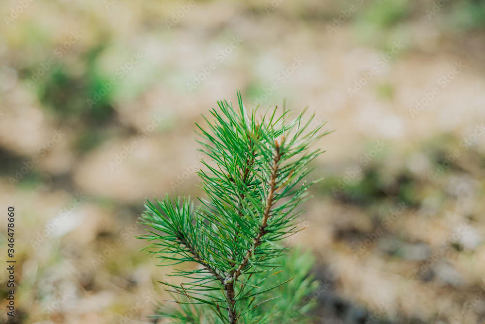 texture of a Christmas tree and a wild forest in the mountains
