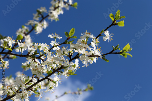 Cherry blossom in spring on background of blue sky with cloud. White flowers on a branch in a garden, soft colors