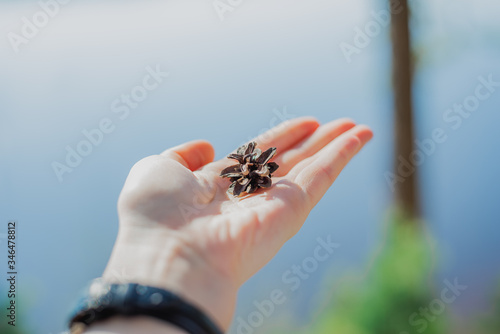 fir cone in hand on the background of the lake