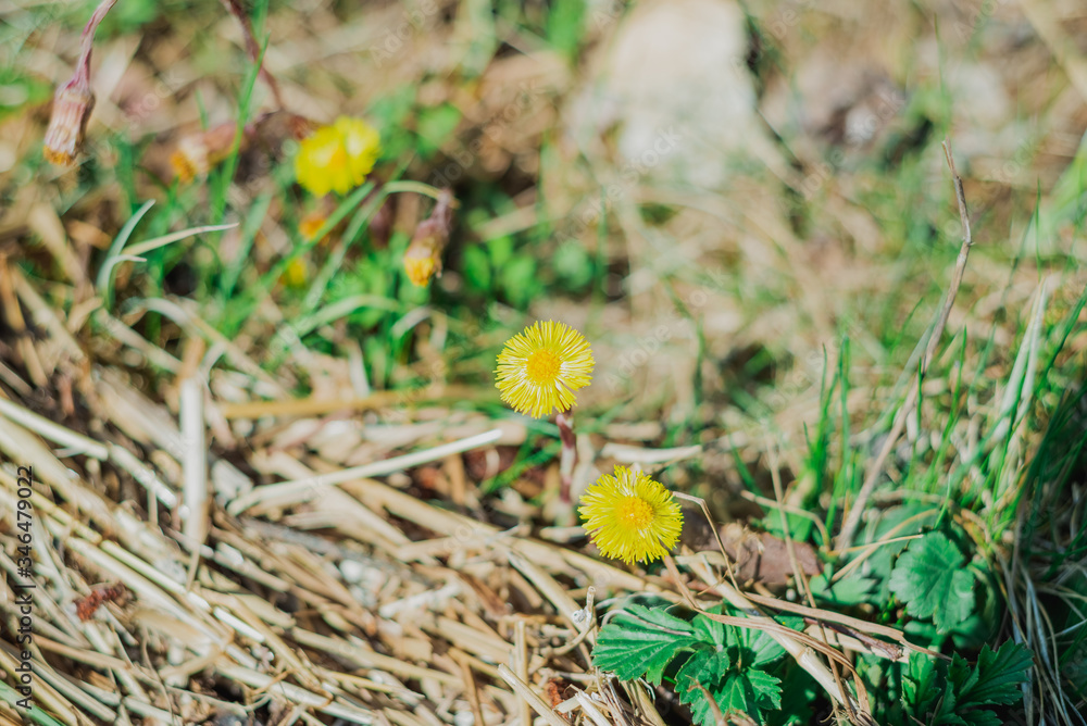 yellow flower in the forest against the sky and grass yellow flower in the forest against the sky and grass