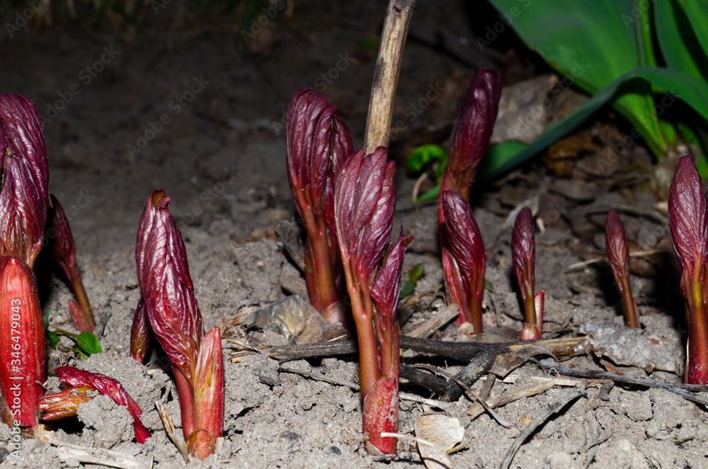 Photo of young sprouts of peonies in early spring Photo of young sprouts of peonies in early spring