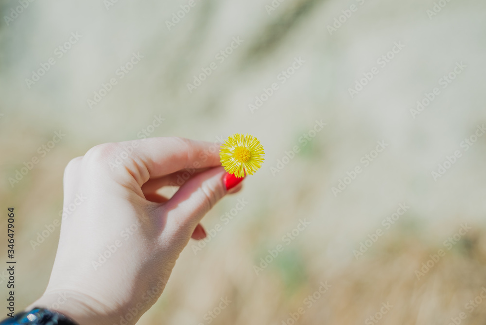 yellow flower in the forest against the sky and grass