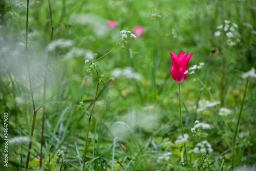 pink tulip in the green grass