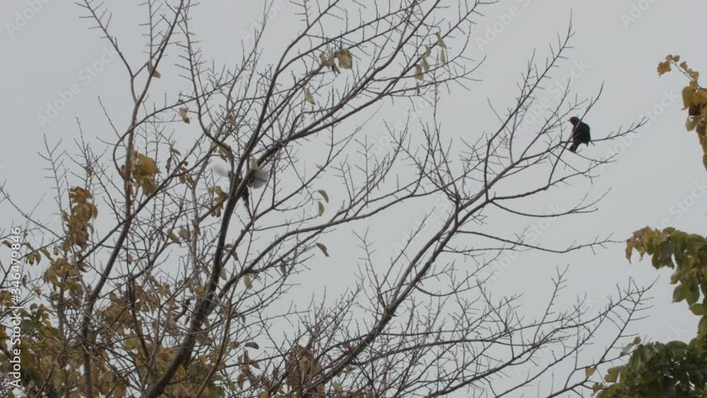 Birds in a tree Slowmotion Birds in a tree Slowmotion