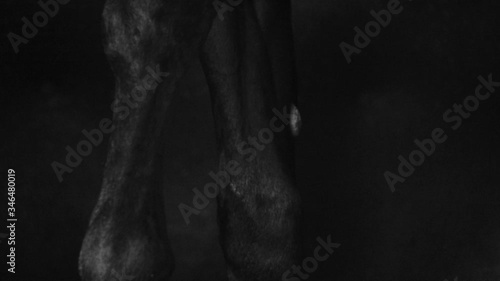 Black horse Hoof in movement