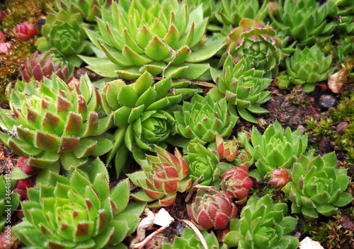 The rectangular arrangement of multi-colored succulents; Succulents cactus in a planter. Miniature succulent plants.