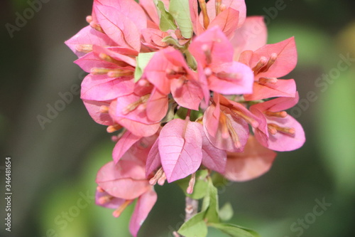 close up of pink magnolia flower