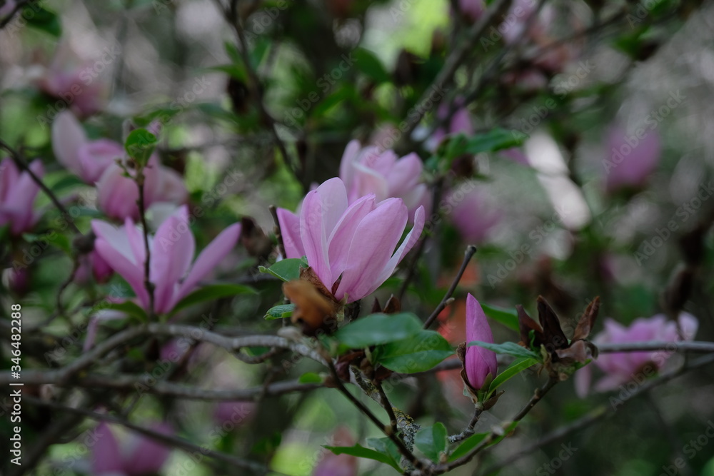 Almaty / Kazakhstan - 04.28.2020 : The first Magnolia blossom in the Botanical garden Almaty / Kazakhstan - 04.28.2020 : The first Magnolia blossom in the Botanical garden