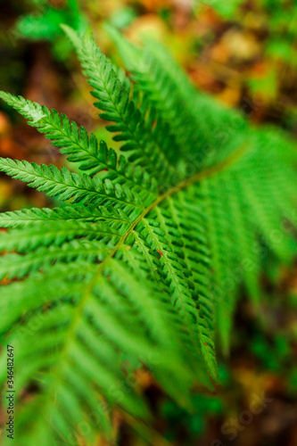 Fern plant in the forest 