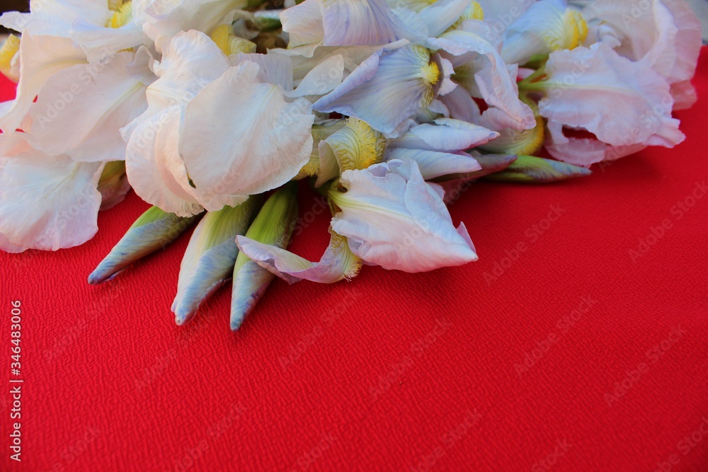 White irises on a red background. Frame of fresh blue and white flowers isolated on a red background with place for text. White petals on a colored Spring background. View from above.
