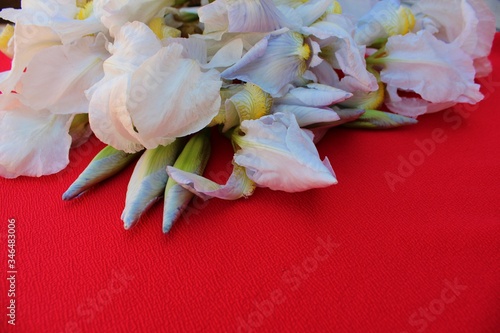 Obraz na płótnie White irises on a red background. Frame of fresh blue and white flowers isolated on a red background with place for text. White petals on a colored Spring background. View from above. w salonie