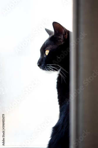 Black cat is sitting in a window with place for text