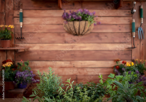 Close up shot of a group of fragrant herb plants. Blurred background with table and wooden wall, with many pots of plants and gardening tools. Love of nature, concept