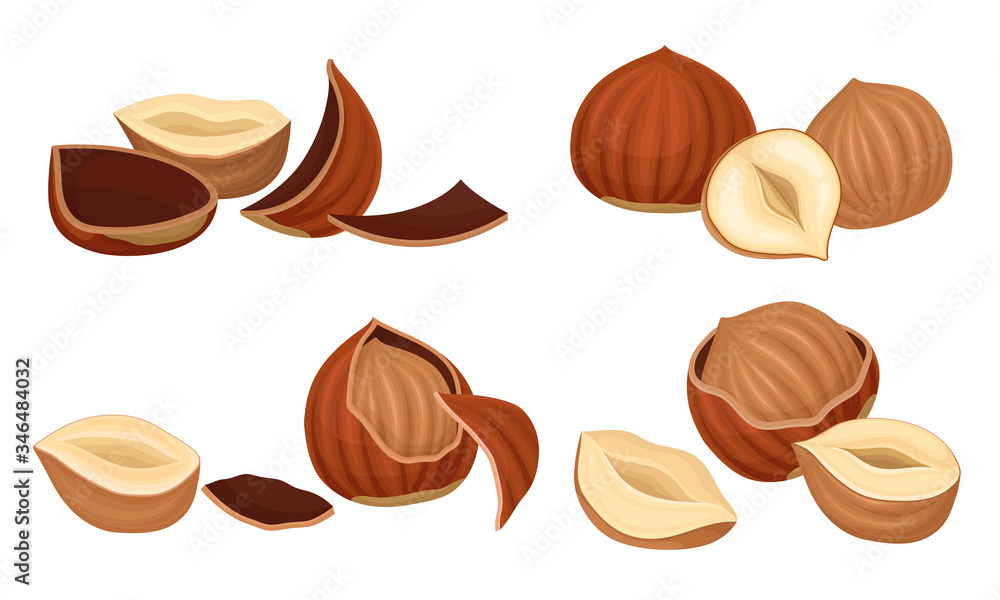 Realistic Hazelnuts with Whole and Cracked Shell Vector Set Realistic Hazelnuts with Whole and Cracked Shell Vector Set