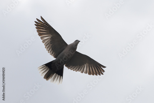 Eurasian collared dove flies in the sky wide wings © drakuliren