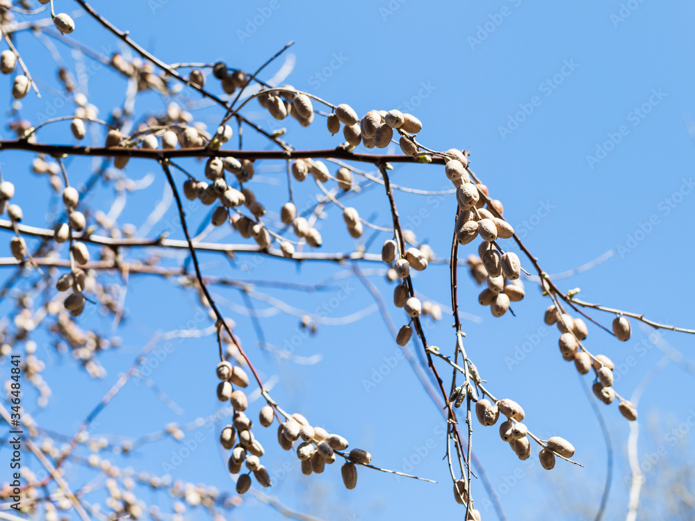 spring in city - fruits of Russian olive on twigs close up with blue sky on background in urban yard (focus on seeds on foreground) spring in city - fruits of Russian olive on twigs close up with blue sky on background in urban yard (focus on seeds on foreground)