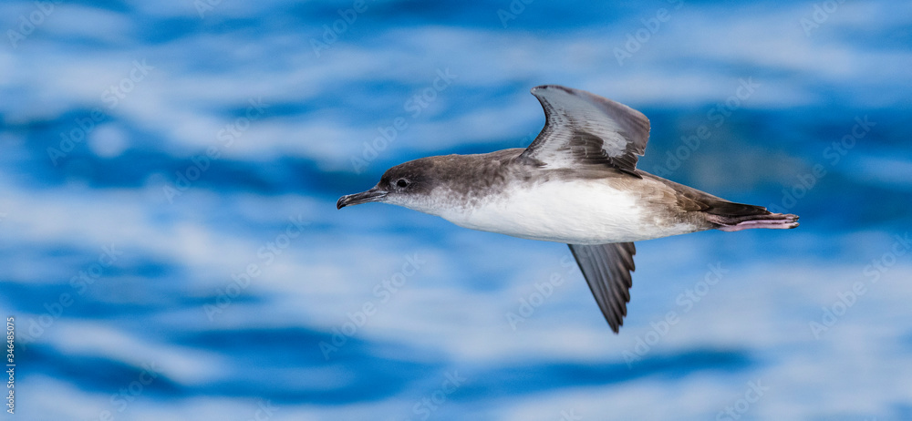 A balearic shearwater (Puffinus mauretanicus) flying in in the Mediterranean Sea and diving to get fish A balearic shearwater (Puffinus mauretanicus) flying in in the Mediterranean Sea and diving to get fish