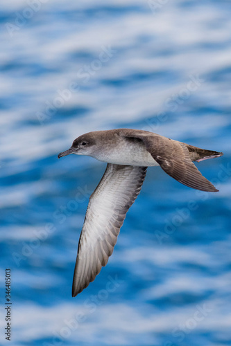 A balearic shearwater (Puffinus mauretanicus) flying in in the Mediterranean Sea and diving to get fish