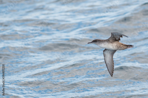 A balearic shearwater (Puffinus mauretanicus) flying in in the Mediterranean Sea and diving to get fish © Arnau