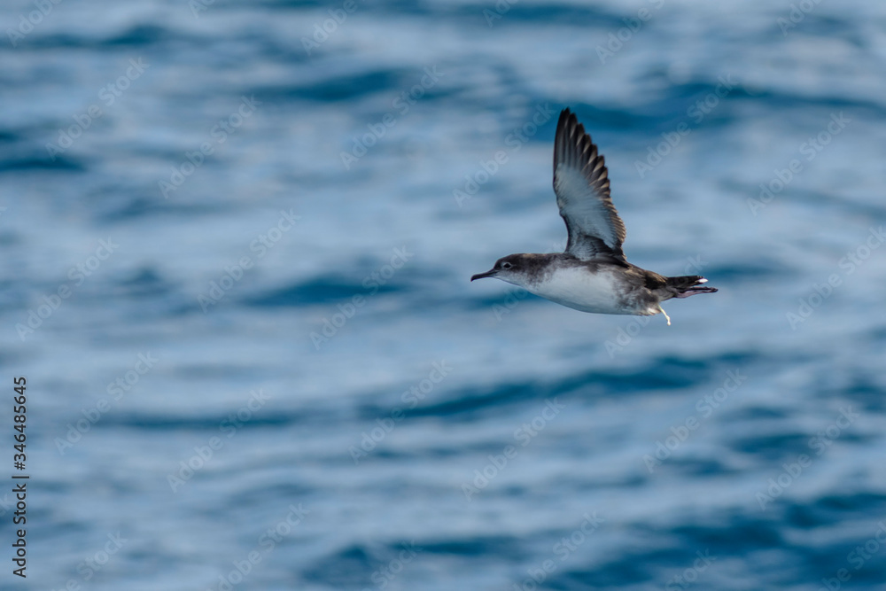 A balearic shearwater (Puffinus mauretanicus) flying in in the Mediterranean Sea and diving to get fish
