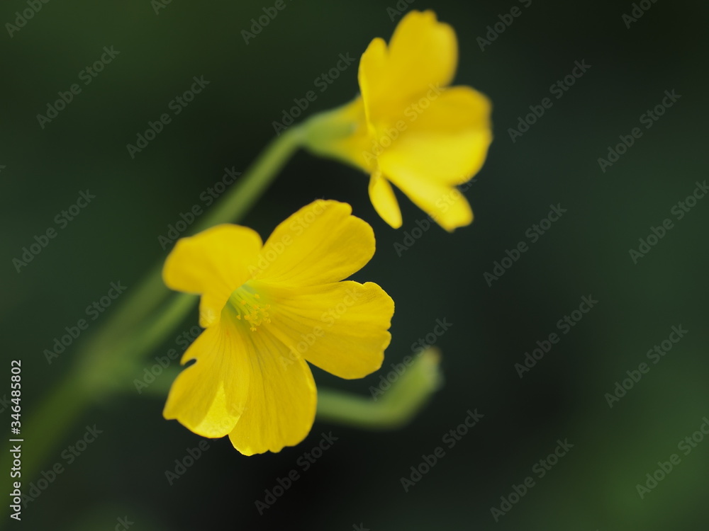 Fototapeta premium 小さなカタバミ