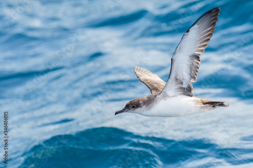 A balearic shearwater (Puffinus mauretanicus) flying in in the Mediterranean Sea and diving to get fish