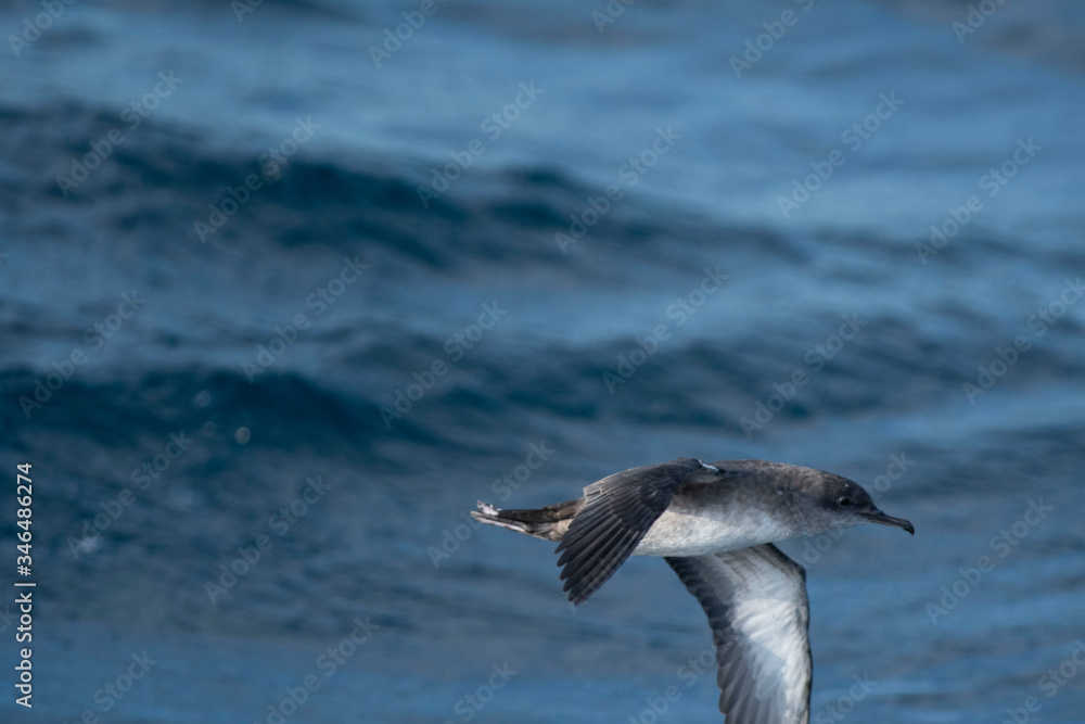 A balearic shearwater (Puffinus mauretanicus) flying in in the Mediterranean Sea and diving to get fish A balearic shearwater (Puffinus mauretanicus) flying in in the Mediterranean Sea and diving to get fish