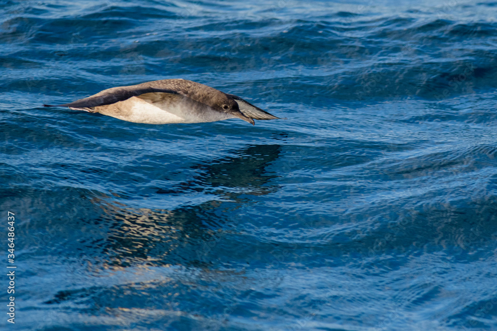 Fototapeta premium A balearic shearwater (Puffinus mauretanicus) flying in in the Mediterranean Sea and diving to get fish