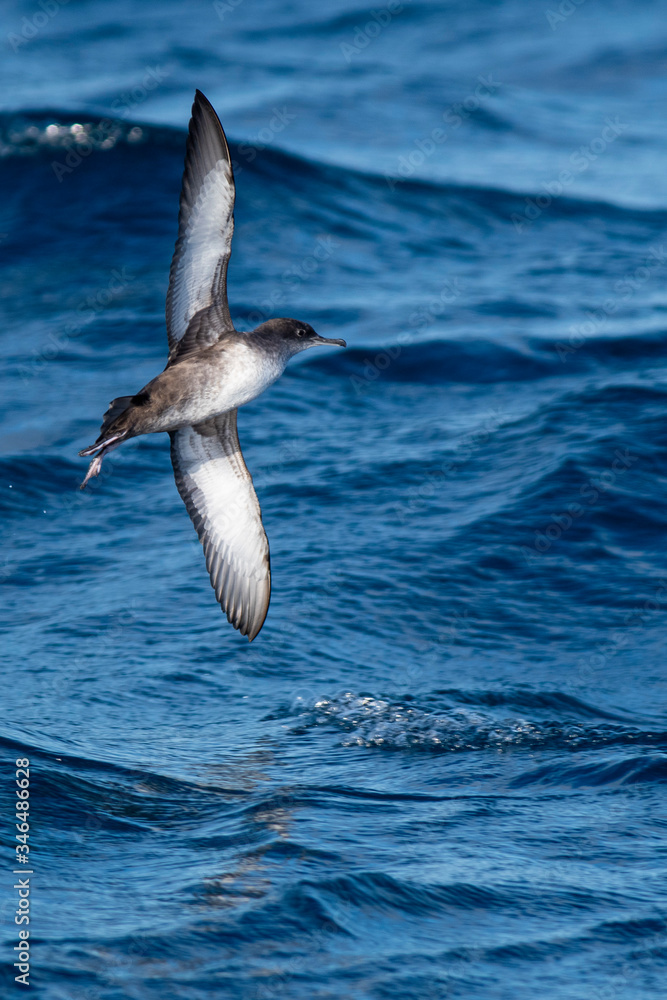 A balearic shearwater (Puffinus mauretanicus) flying in in the Mediterranean Sea and diving to get fish A balearic shearwater (Puffinus mauretanicus) flying in in the Mediterranean Sea and diving to get fish
