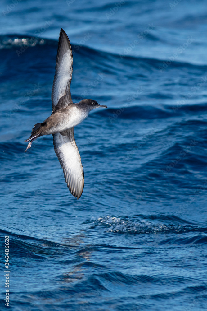 A balearic shearwater (Puffinus mauretanicus) flying in in the Mediterranean Sea and diving to get fish