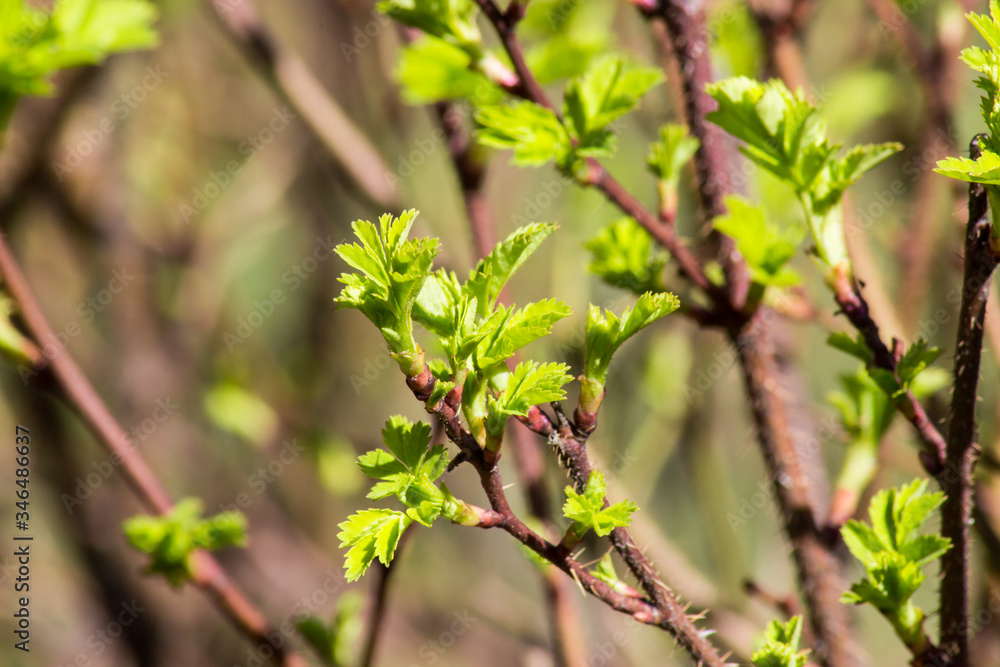 Naklejka premium young growing branch in spring