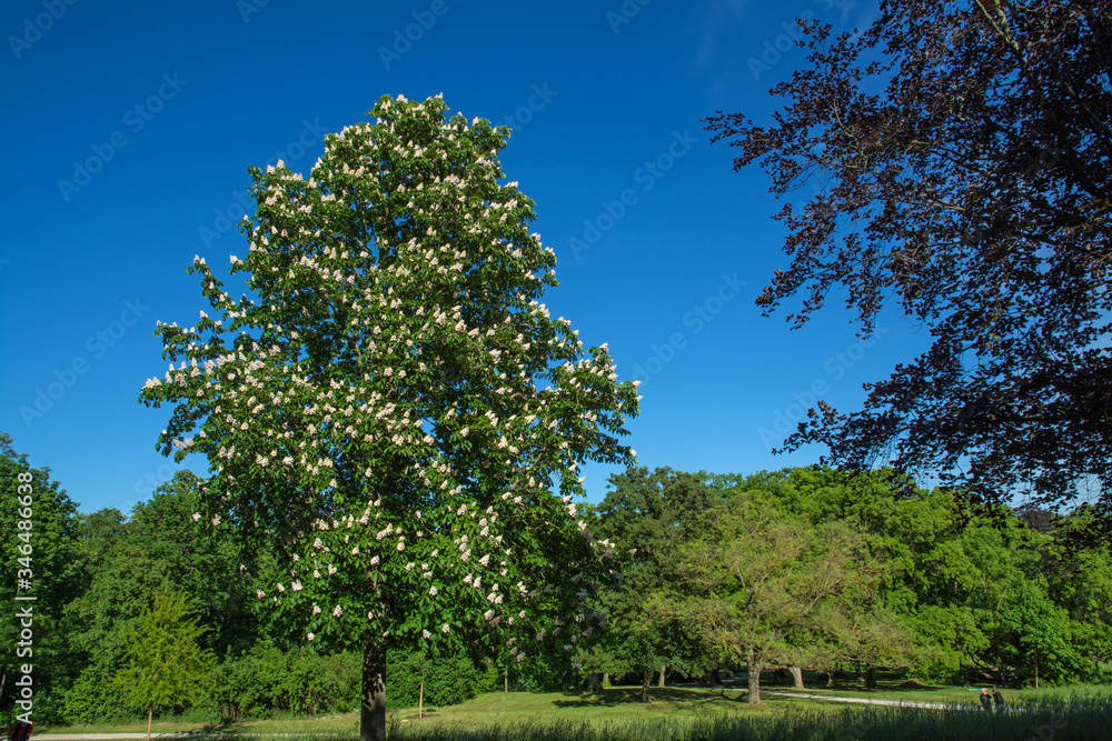 Fototapeta premium schlosspark worms-herrnsheim