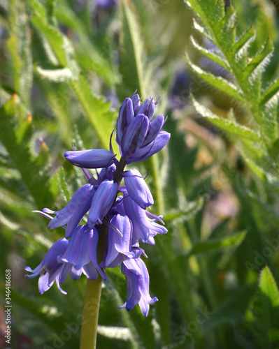 bluebells in the garden flowering
