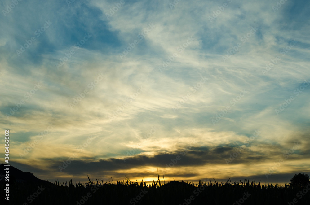 Obraz premium spring landscapes with grass as the protagonist.