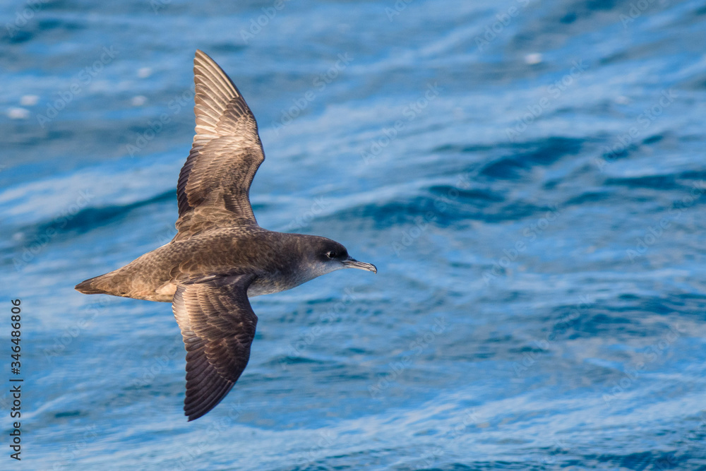 Fototapeta premium A balearic shearwater (Puffinus mauretanicus) flying in in the Mediterranean Sea and diving to get fish