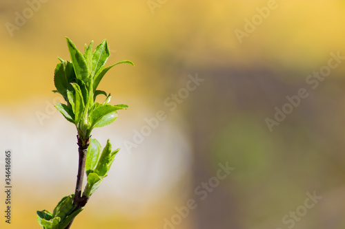 young growing branch in spring © natriot