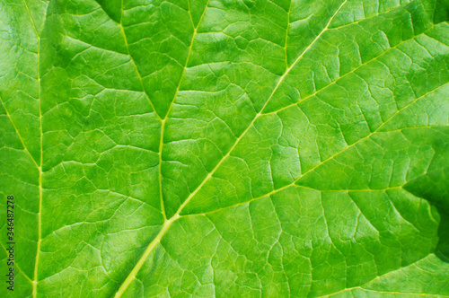 Green leaf background macro texture