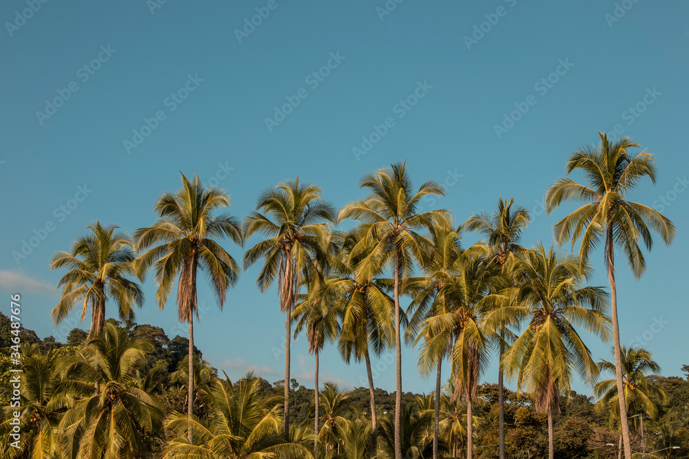Summer. Palms in the blue sky.