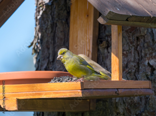 Close up couple of European greenfinch, Chloris chloris bird perched on the bird feeder table with sunflower seed. Bird feeding concept. Selective focus.
