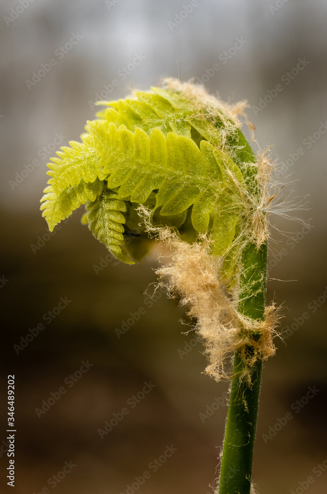 Fototapeta premium A solitary fern emerges from the forest floor in Kettle Moraine State Forest, Wisconsin.