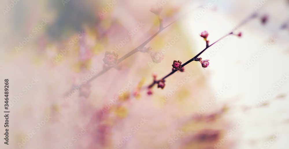 Spring nature background. Boke effect. Blurred background of flowers. Pink-purple abstract background of buds and small flowers. Free space for text Spring nature background. Boke effect. Blurred background of flowers. Pink-purple abstract background of buds and small flowers. Free space for text