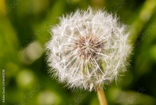 Nahaufnahme  Makro  einer Pusteblume  L  wenzahn  