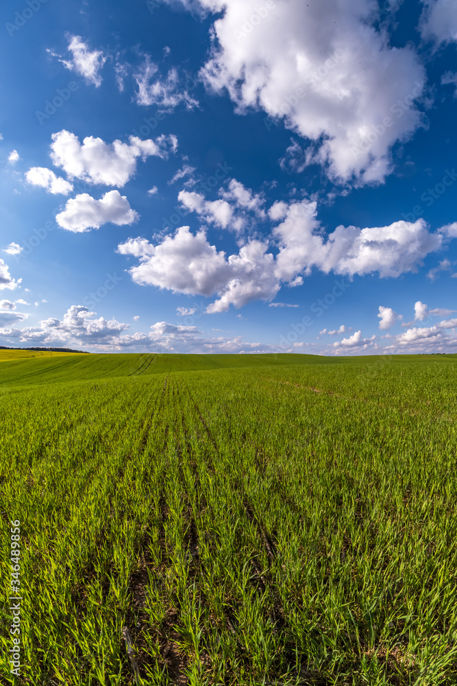 vertical landscape of green field with blue sky and beautiful white clouds