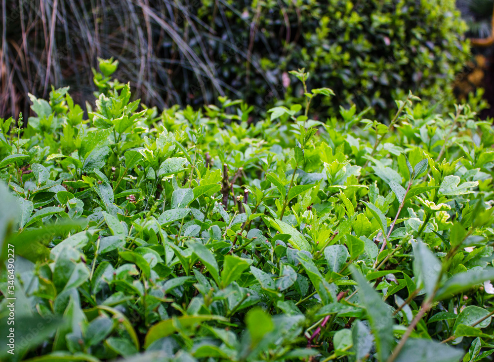Green shrub. Oval leaves. Everything is covered in raindrops. Green shrub. Oval leaves. Everything is covered in raindrops.