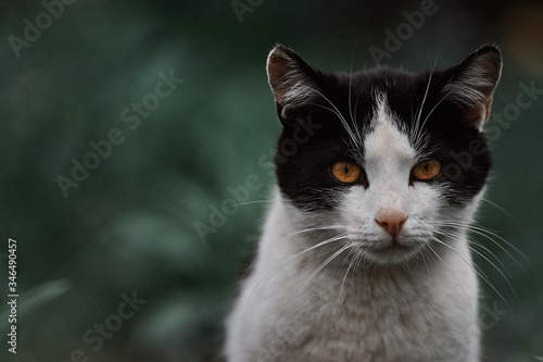 black and white cat