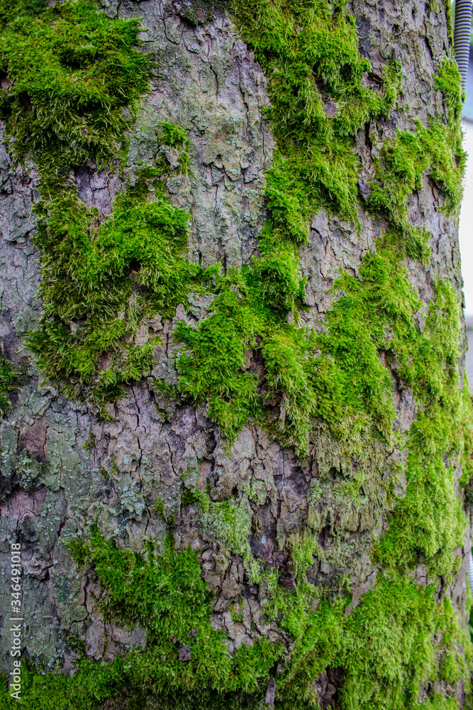 Moss on the bark of a tree. Green, short, furry. Moss on the bark of a tree. Green, short, furry.