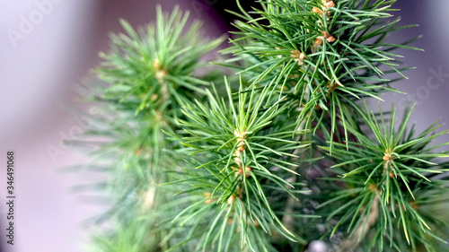 Green needle of Christmas tree, close up